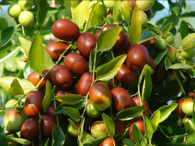 Зизифус Хурман (Ранние сорт)