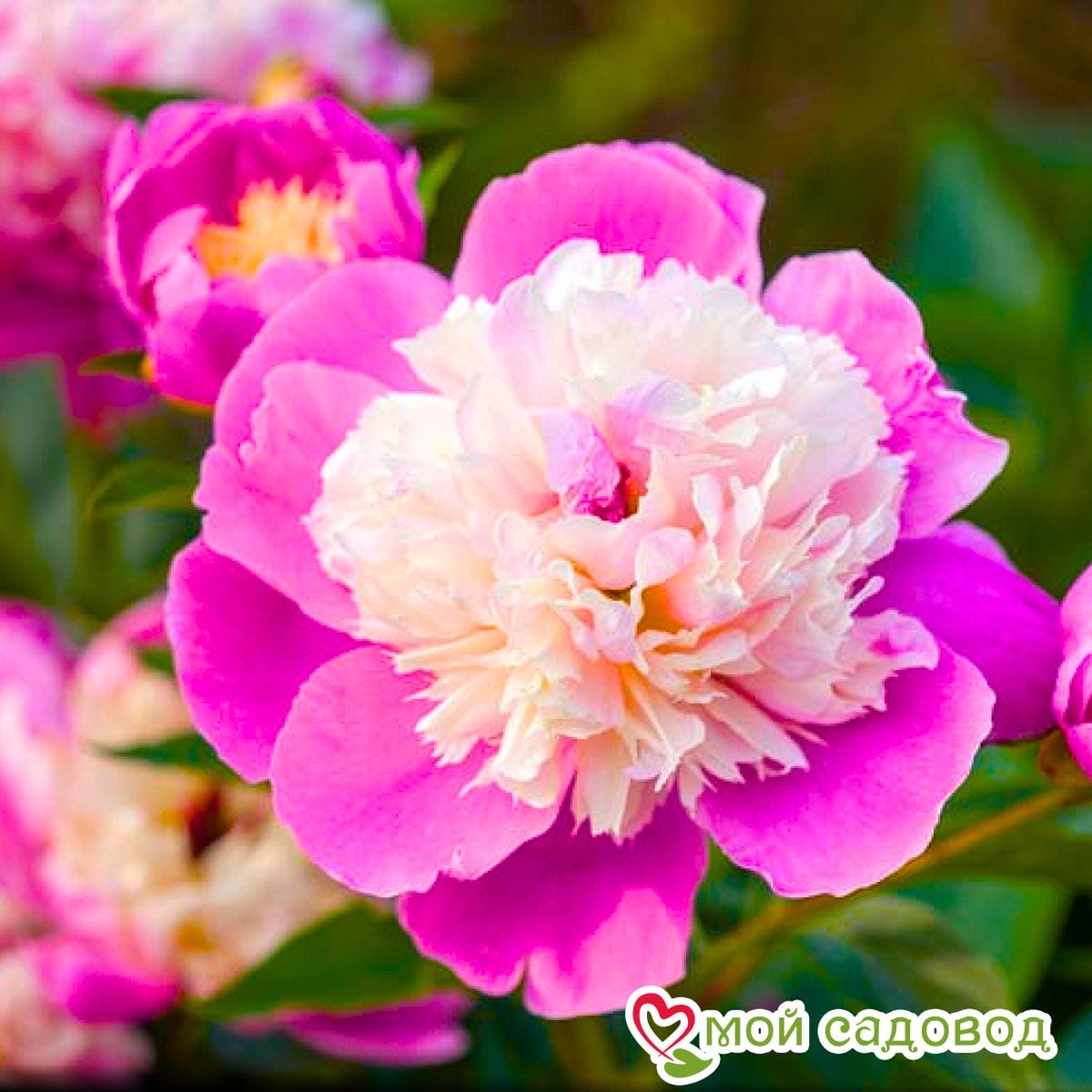 Пион травянистый Боул оф Бьюти