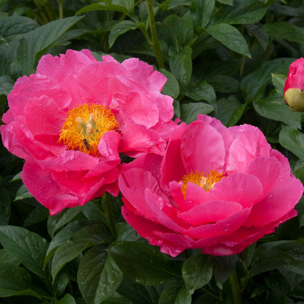 Пион Паула Фей