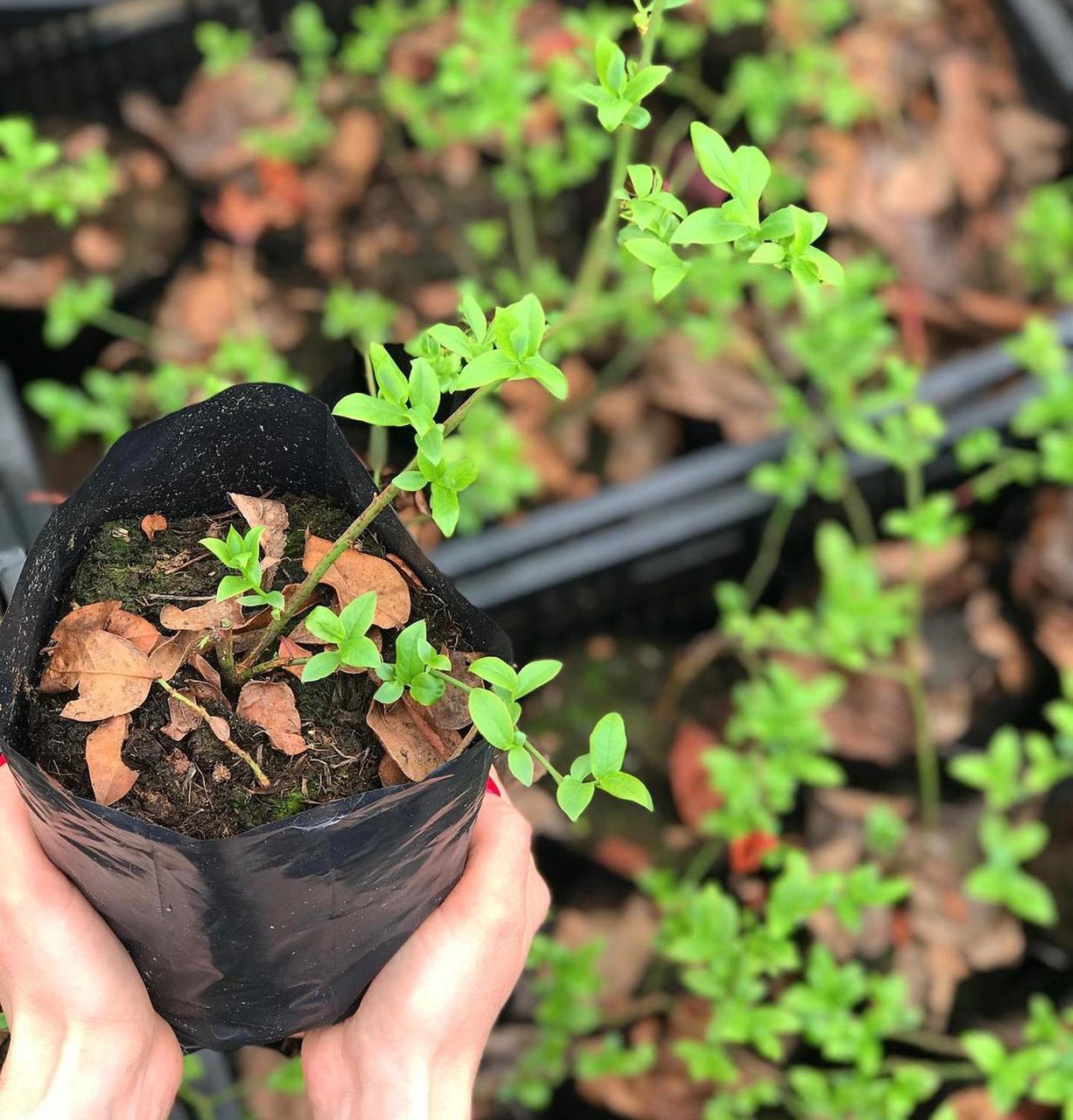 Высокорослая голубика "Патриот"