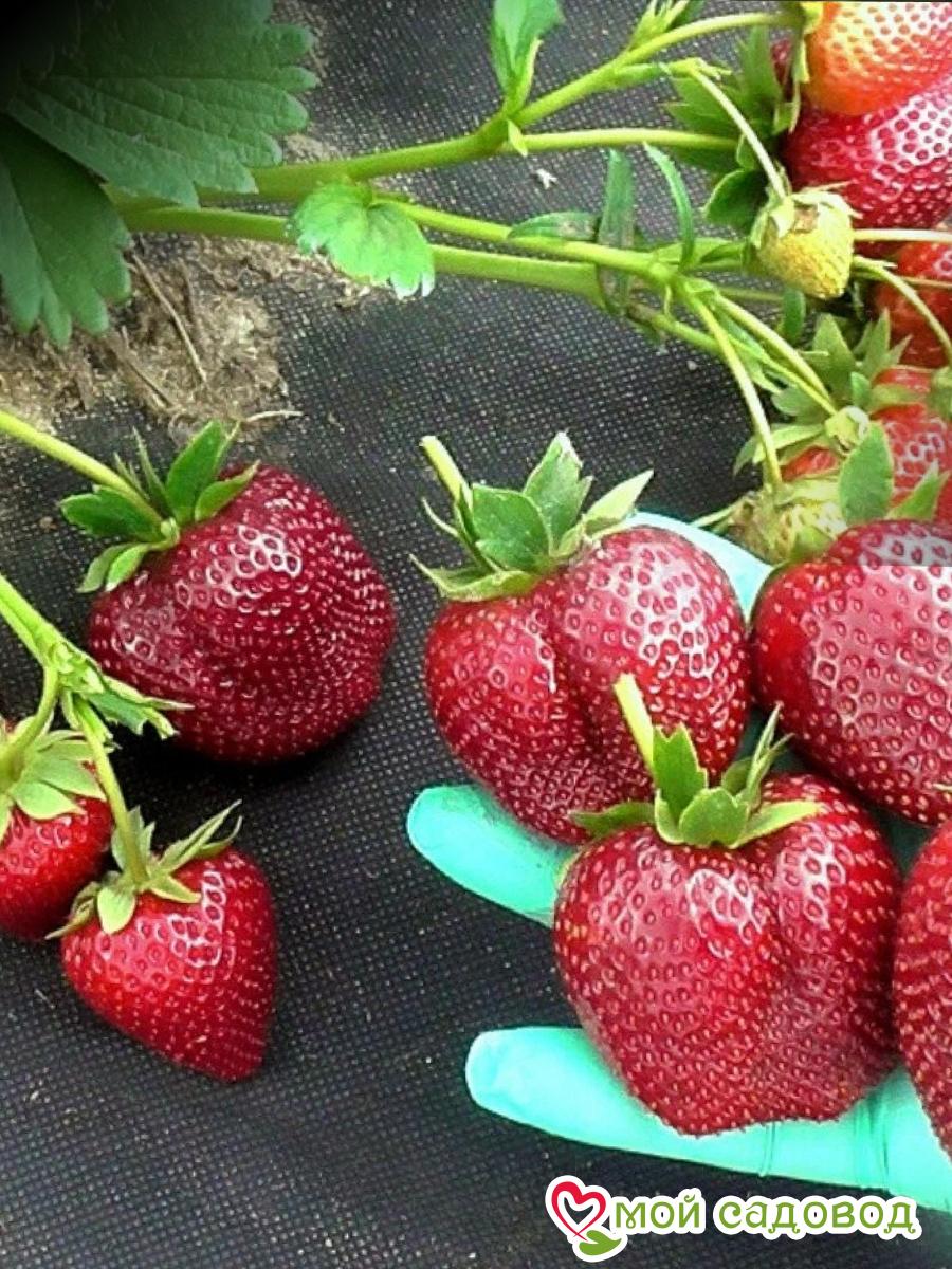 Клубника Вибрант (ранний сорт)